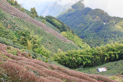 Scenic view of terraced field and mountains