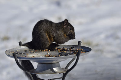 Side view of squirrel eating in feeder