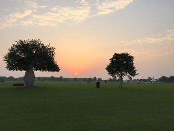 Trees on landscape against sky