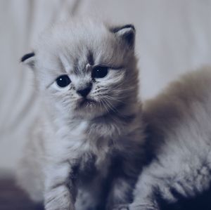 Close-up portrait of cat