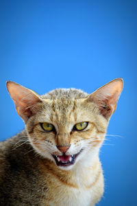 Portrait of a cat against blue background