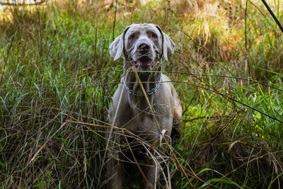 Portrait of dog sitting on grass