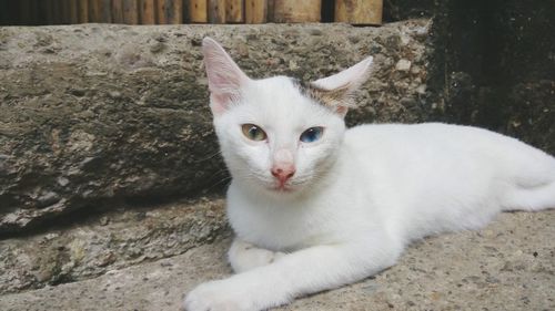 Close-up portrait of cat relaxing