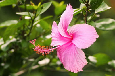 Close-up of pink hibiscus blooming outdoors