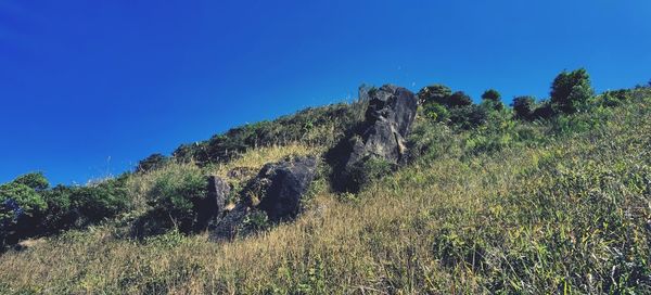 Low angle view of trees against clear blue sky
