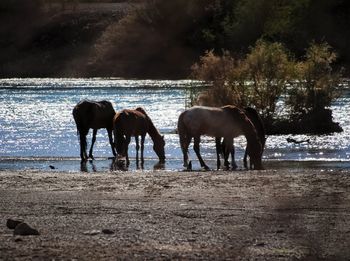 Wild horses drinking water from the colorado river 