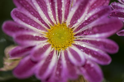 Close-up of flower blooming outdoors