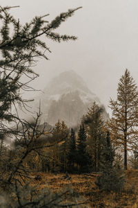 Pine trees on landscape against sky during winter