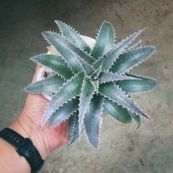 Close-up of hand holding plant