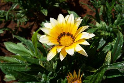 Close-up of yellow flower