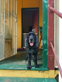 Portrait of black dog against door