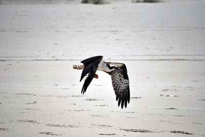 Bird flying over the beach