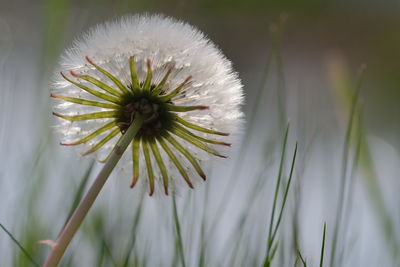 Close-up of dandelion against white background