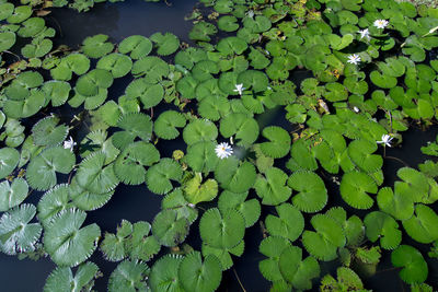 High angle view of green leaves floating on lake