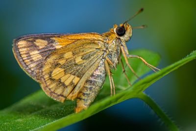 Close-up of butterfly on leaf