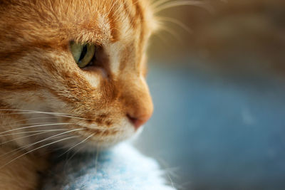 Close-up of a cat looking away