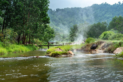 Scenic view of river flowing in forest