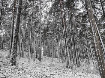 Winter landscape of trees in forest