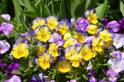 High angle view of purple flowering plants