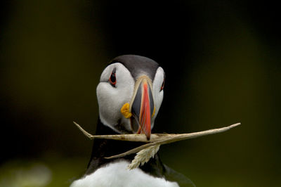 Close-up of bird