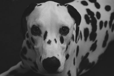 Close-up portrait of dalmatian dog