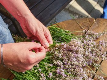 Blooming healing lavender plants ready to bid into bunch . purple herbal stalks on agriculture farm