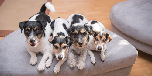 High angle view of dogs