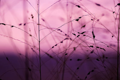 Low angle view of plants against sky during sunset