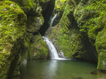 Scenic view of waterfall in forest