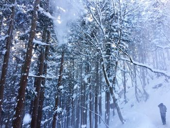 Pine trees in forest during winter