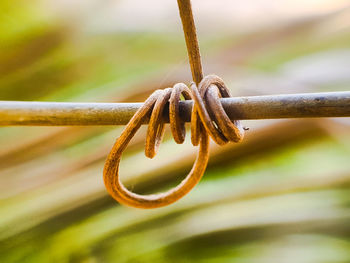 Close-up of rusty metal fence