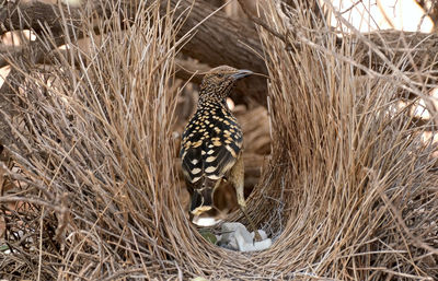 View of bird perching on nest