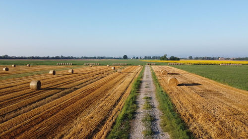 Field of sunflower cultivation drone photo