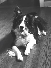 Portrait of border collie sitting on hardwood floor