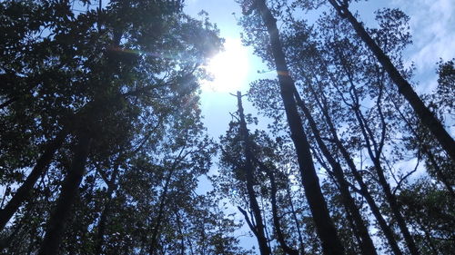 Low angle view of trees in forest against sky