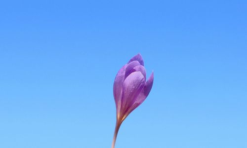 Close-up of pink crocus flower against clear blue sky