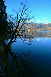 Bare tree by lake against blue sky