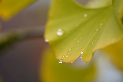 Close-up of water drops on yellow leaf