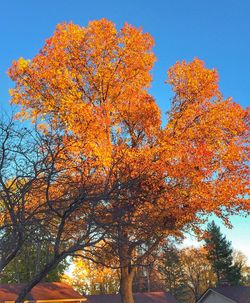 Low angle view of trees against clear sky