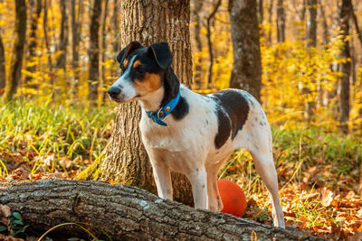 Dog looking away in forest