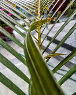 Close-up of fresh green leaf on plant