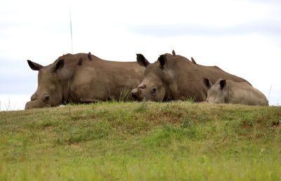 View of a sheep on a field