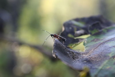 Close-up of insect on leaf