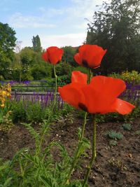 Close-up of red poppy flower on field against sky