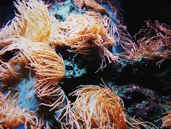 Close-up of coral underwater