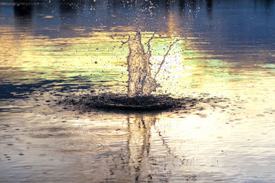 Reflection of tree in water