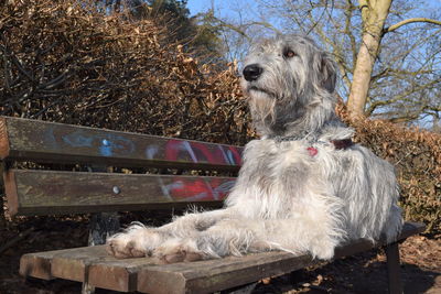 Close-up of dog sitting outdoors