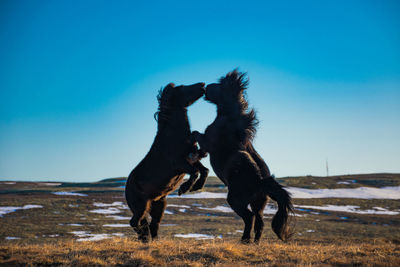 Horse on field against clear blue sky