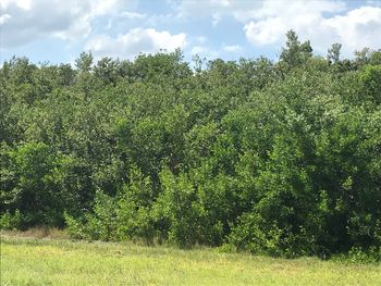 Scenic view of trees on field against sky