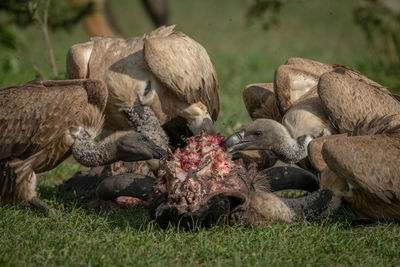 Close-up of white-backed vultures chewing on carcase